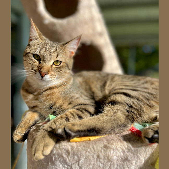 Photo of Pike