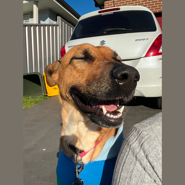 Photo of Goose