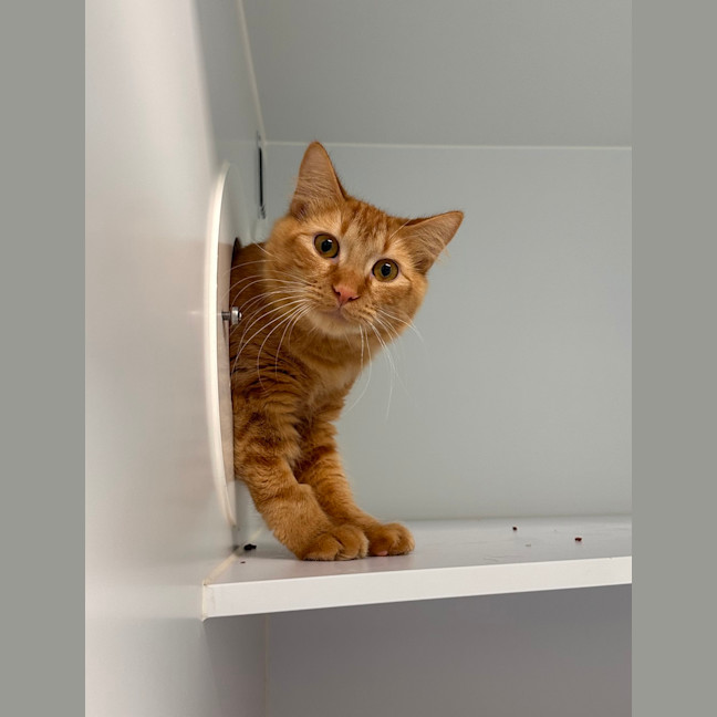 Photo of Chilli
