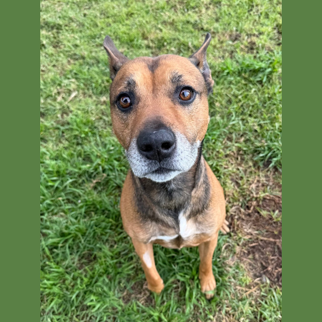 Photo of Scooby 