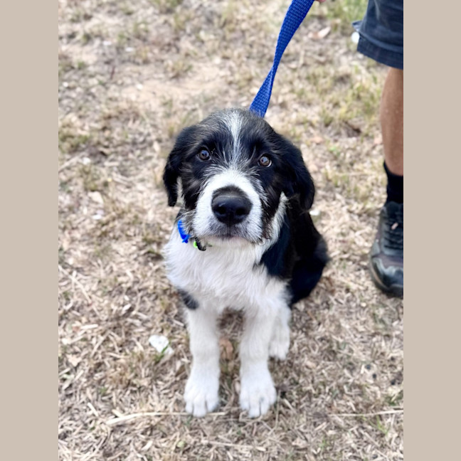 Photo of Sherlock