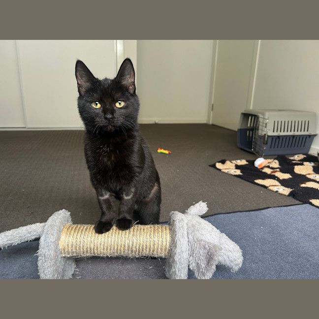 Photo of Bellatrix