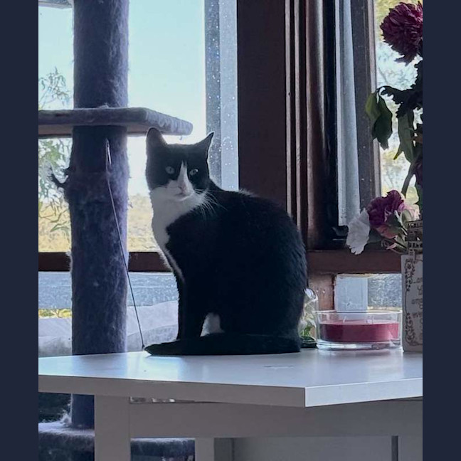 Photo of Raven