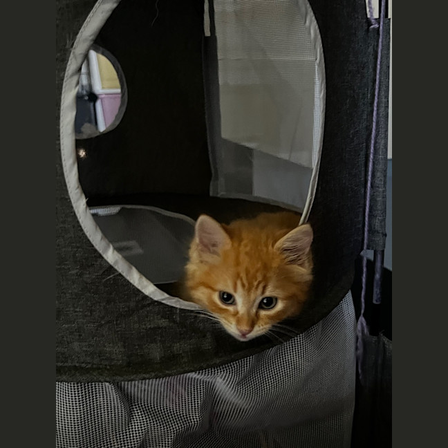 Photo of Cheddar