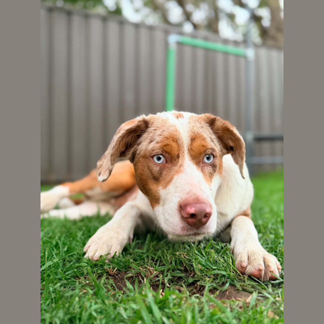 Photo of Nova