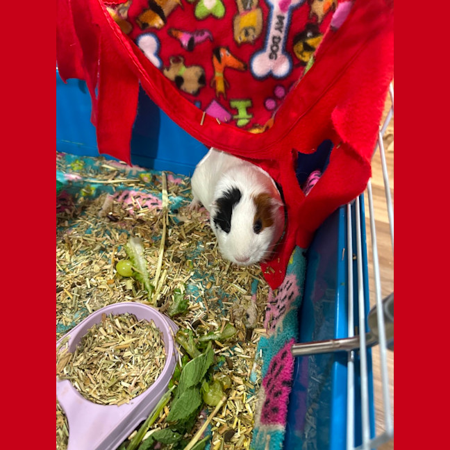 Photo of Kahlua