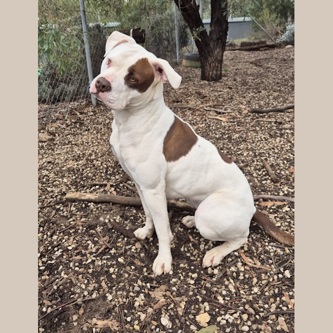 Photo of Ruby