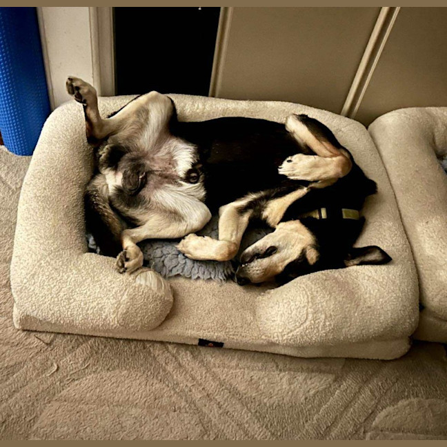 Photo of Rex