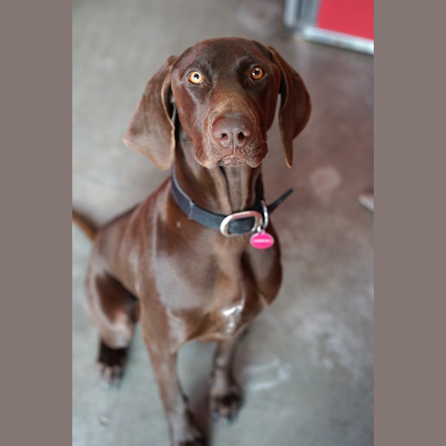 Photo of Coco