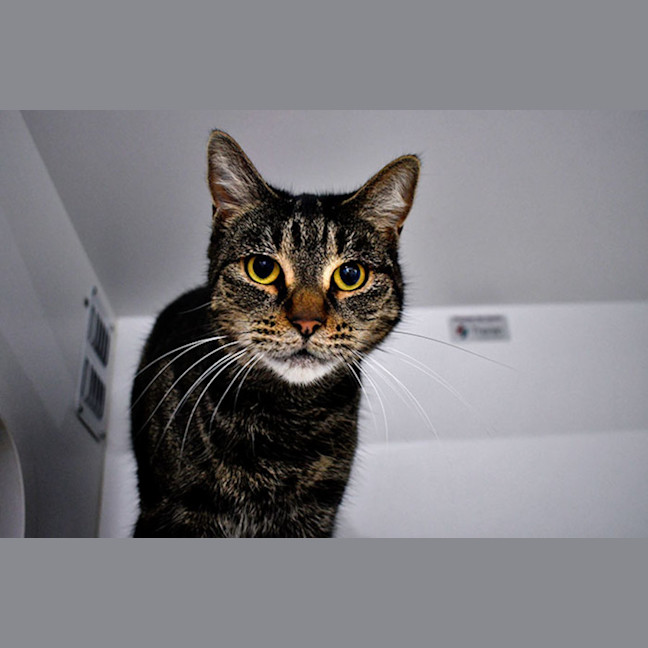Photo of Birdie