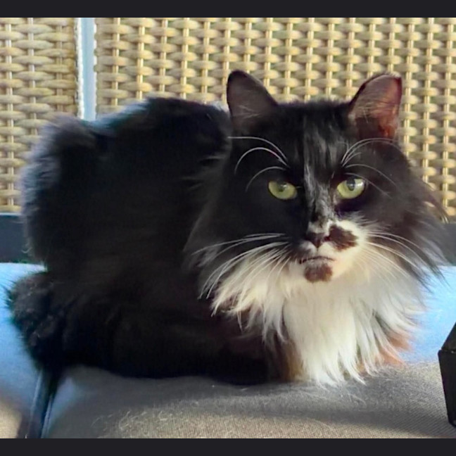 Photo of Bella