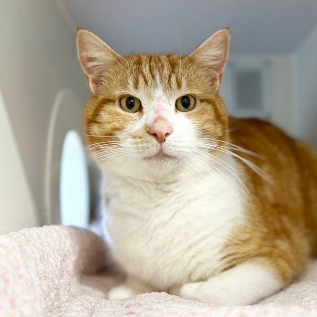 Photo of Willy Wonka