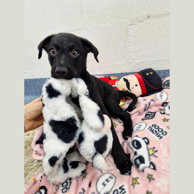 Photo of D1081 Pascal