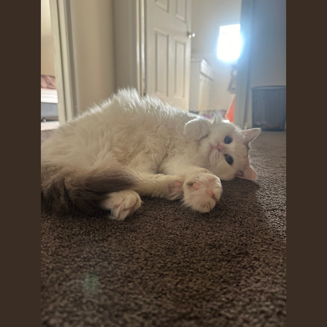 Photo of Coconut 