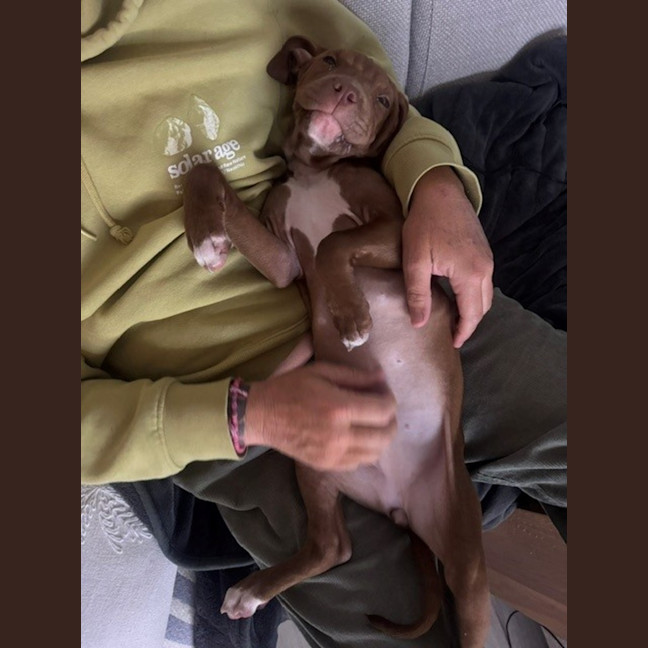 Photo of Lulu   5 Month Old Staffy X