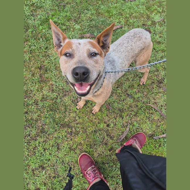 Photo of Barry 🐾