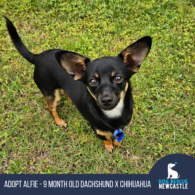 Photo of Alfie  9 Month Old Chihuahua X Dachshund 