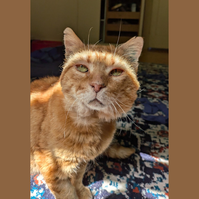 Photo of Sir Loin