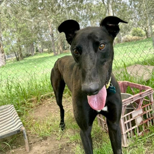 Photo of Tjandamarra