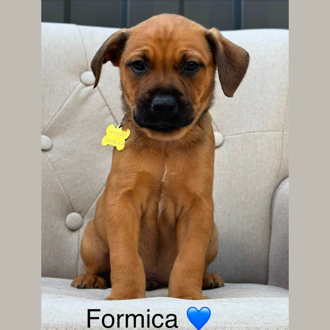 Photo of Formica