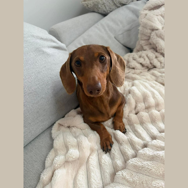 Photo of Hazel ⭐️ 