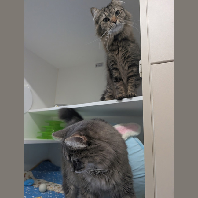 Photo of Bonny & Clyde