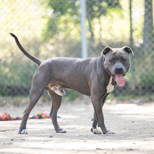 Photo of Chevy