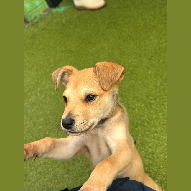 Photo of D1165 Wilson 