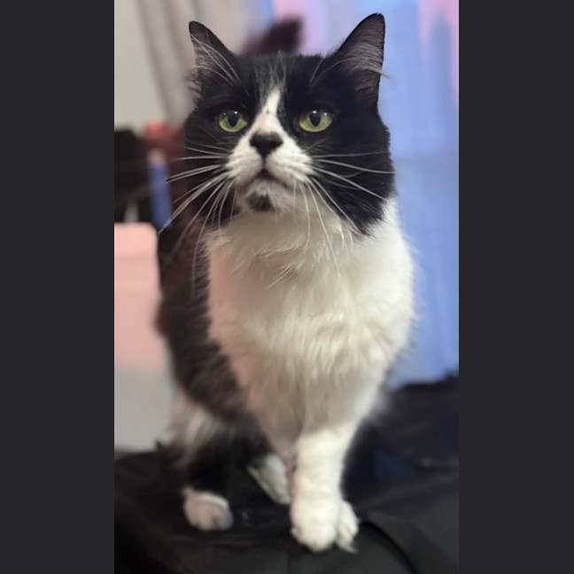 Photo of Pippin