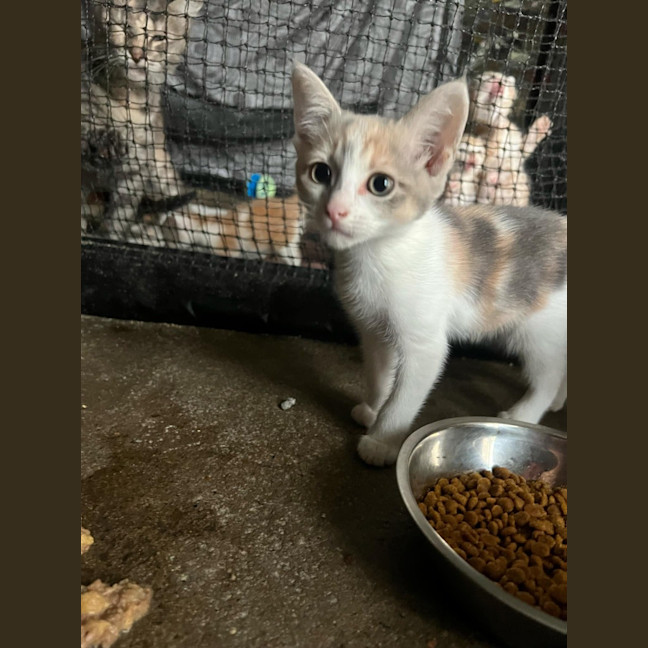 Photo of Nala
