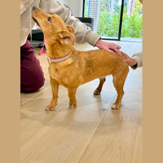 Photo of Honey   9 Month Old Kelpie X Jack Russell 