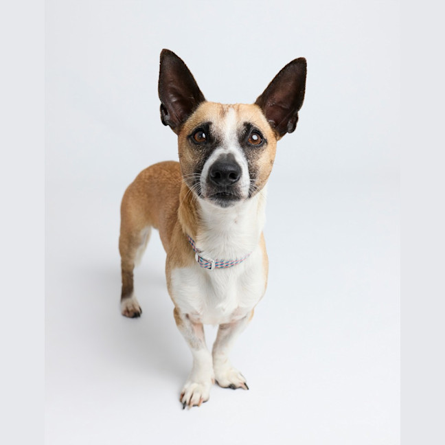 Photo of Arlo