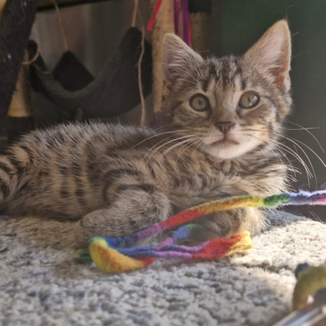 Photo of Eddie 🐾🐅