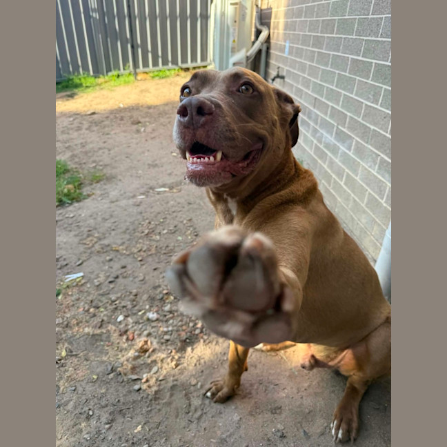 Photo of Jax   6 Year Old Mastiff X Labrador