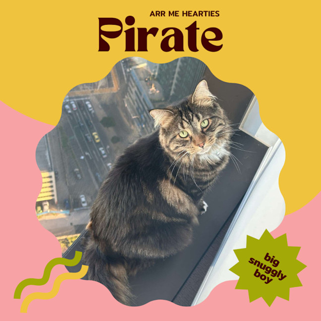 Photo of 🏴‍☠️ Pirate & Pearl 🏴‍☠️