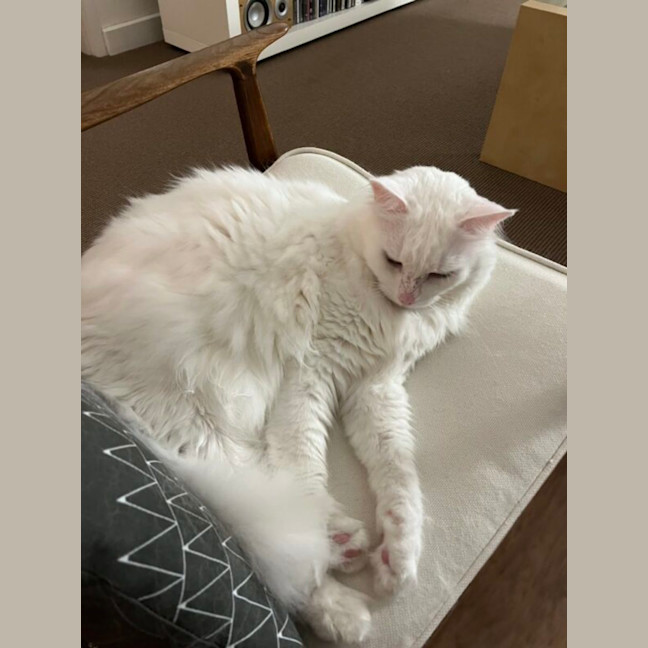 Photo of Mr Bigglesworth