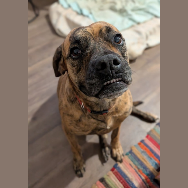 Photo of Rosette (Daisy)