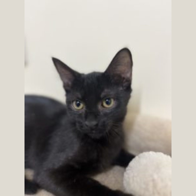 Photo of Sid   Now At Pet Quarters Rutherford
