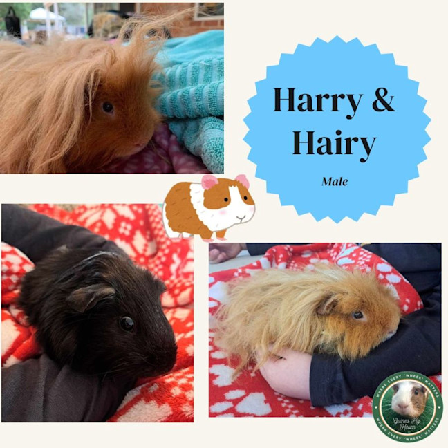 Photo of Harry And Hairy