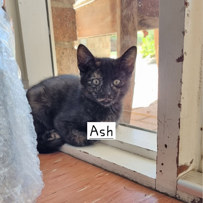 Photo of Ash