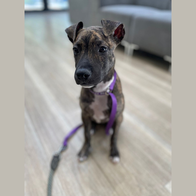 Photo of Ruby