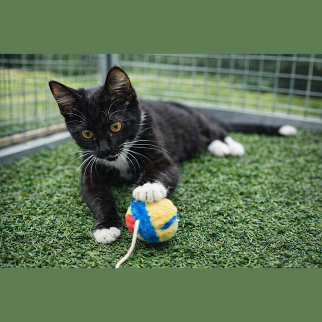 Photo of Buttons