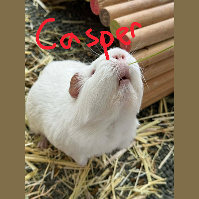 Photo of Casper