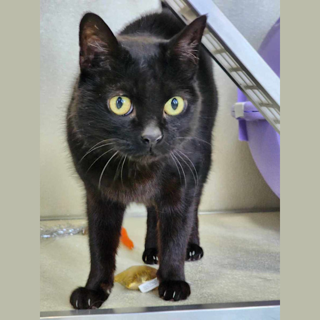 Photo of 🎀 Minka 5426 🎀