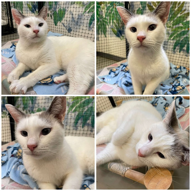 Photo of White Shadow