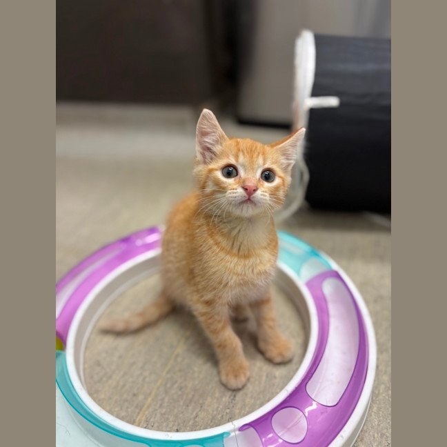 Photo of Jellybean