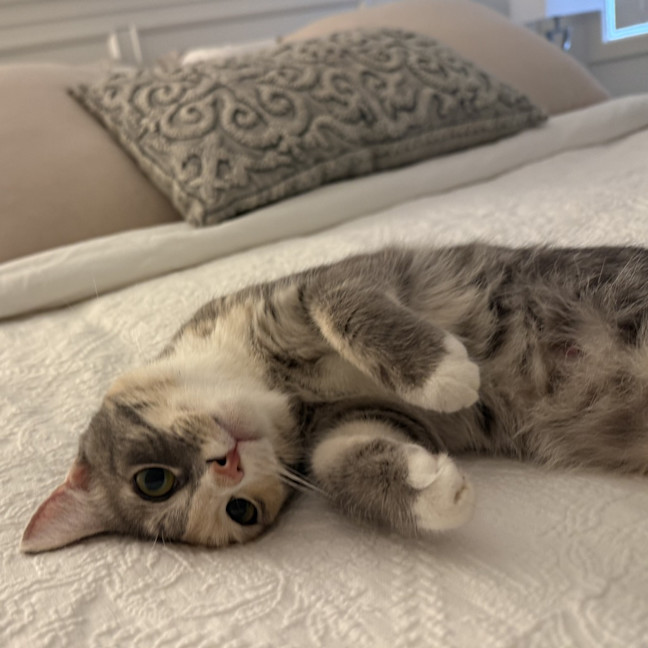 Photo of Lady