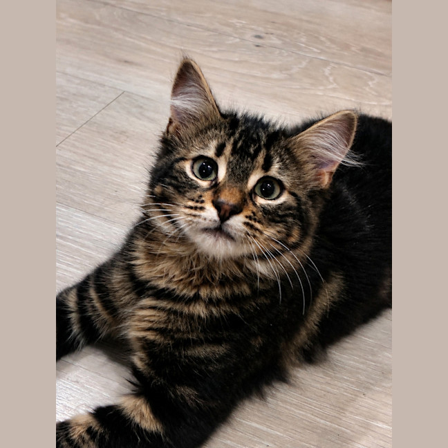 Photo of Cora