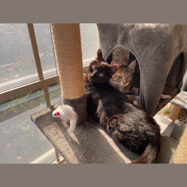 Photo of Skittles   5 Month Old Domestic Short Hair (Trial)