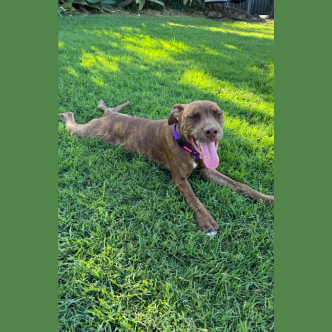 Photo of Lola 